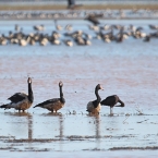 _800Jabiru Rock_Magpie Geese1205_m_3